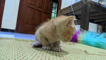 cerca arriba de un gatito fotografiado desde el fondo ángel foto