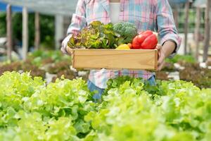 agricultura ecológica, granja de ensaladas. los agricultores cosechan verduras de ensalada en cajas de madera bajo la lluvia. vegetales hidropónicos crecen naturalmente. jardín de invernadero, biológico ecológico, sano, vegetariano, ecología foto