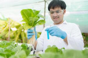 Organic farming, salad farm. Science farmers are checking water conditions during planting, checking for pesticide residues. Hydroponics vegetable, Ecological Biological, Healthy, Vegetarian, ecology photo