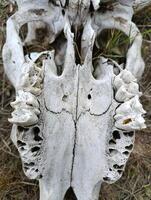 skull skeleton of a cow with horns photo