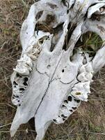 skull skeleton of a cow with horns photo