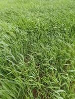 a field of grass with the grass in the background photo