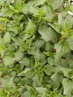 urtica es un género de floración plantas en el familia urticáceas. foto