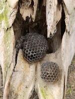 a beehive that has been made by bees photo