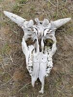 skull skeleton of a cow with horns photo