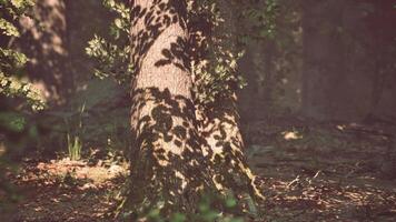Forest of Trees illuminated by sunbeams through fog video