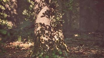 floresta do árvores iluminado de raios solares através névoa video