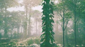 el tropical selva con verde de el naturaleza como Dom haz y niebla-niebla video