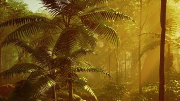 Tropical palm leaves enlightened by a sunbeam in a jungle forest video