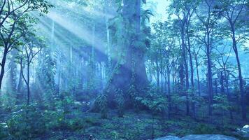 des rayons de le Soleil Pause par le vert forêt feuillage video