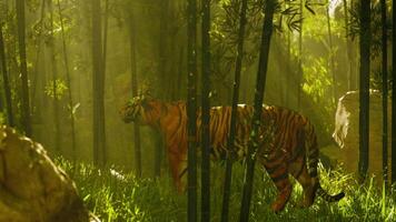 Tigre en un bambú matorral inmóvil como eso olfatea y escucha para sus cantera video