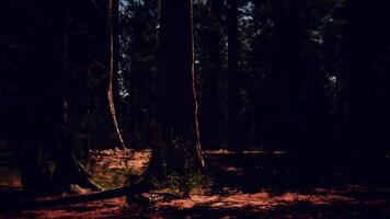 Group of Giant Sequoia Trees in Yosemite National Park on sunny day video