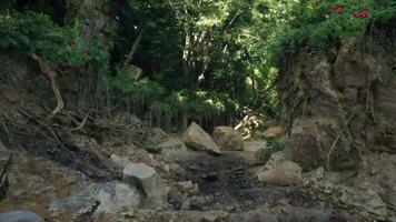 A serene stream flowing through a vibrant Australian rainforest. mountain path video