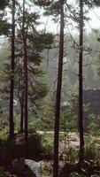 Wild pine trees at dawn during sunrise in a beautiful alpine forest video