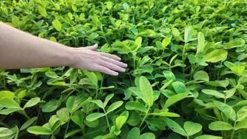 Close up of a hand touching lush green clover leaves, symbolizing spring, nature connection, and holidays like Earth Day or St Patricks Day video