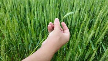 cerca arriba de un personas mano suavemente participación un verde trigo oído en un campo, simbolizando agricultura, sostenibilidad, y cosecha festivales video