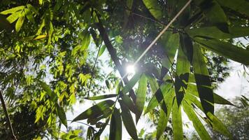 zonlicht doordringend door weelderig groen bamboe bladeren tegen een Doorzichtig lucht, ideaal voor thema's van natuur, kalmte, en Aziatisch cultureel instellingen video