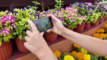 persona capturar vibrante jardín flores con teléfono inteligente, ideal para horticultura y fotografía conceptos, relacionado a primavera y tierra día video