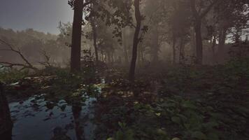 Fog and dawn of the sun in the swamp video