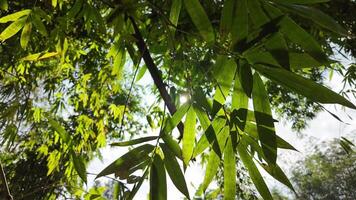 exuberante verde bambu folhas contra uma suave foco fundo, transmitindo tranquilidade e crescimento, ideal para terra dia e de Meio Ambiente conservação temas video