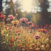 Field Full of Flowers With Trees in Background photo