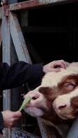 Close-Up of Farmer Feeding Two Brown and White Cows in Rustic Barn Setting video