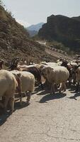 Herd of Goats and Sheep Walking on Mountain Road with Rocky Terrain and Distant Hills on Sunny Day video