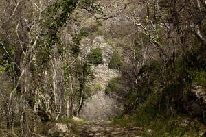 un camino en el montaña bosque, esparcido con primavera desnudo sucursales. denso bosque. horizontal. montenegro foto