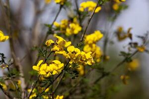 A forsythia bush with yellow flower petals in close-up. A branch with flowers. The plant is yellow in colour. Spring floral texture. Horizontal photo