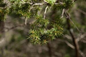 Forest landscape in summer sunny weather. Forest trees and soft sunlight. A branch of a young fir tree. A branch of a fir tree in early spring. Horizontal. Place for text. photo