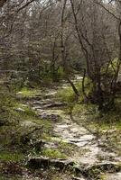 un camino en el montaña bosque, esparcido con primavera desnudo sucursales. denso bosque. vertical. montenegro foto