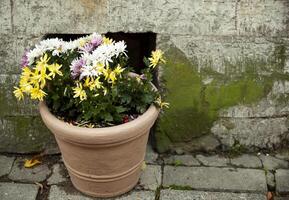 Yellow and white with purple chrysanthemums in a large clay street pot against a grey concrete wall covered in green moss. Horizontal. photo