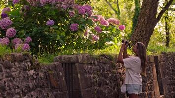 Woman photographing flowers on stone wall video