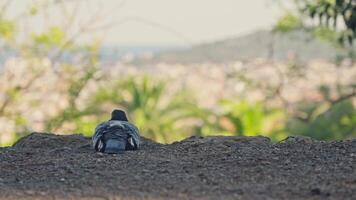 Bird perched on dirt mound video