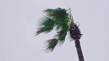 bladerloos palm boom tegen Doorzichtig lucht video