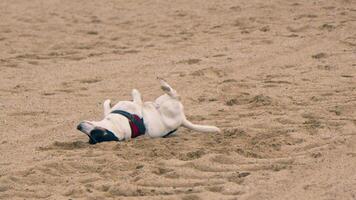 Small white dog resting on sandy beach video