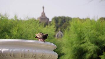 Small bird perched on white bird bath video