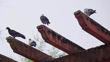 grupo do pássaros empoleirado em tijolo estrutura video