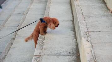 pequeño marrón perro caminando abajo acera video