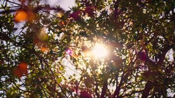 Sunlight filtering through tree branches video
