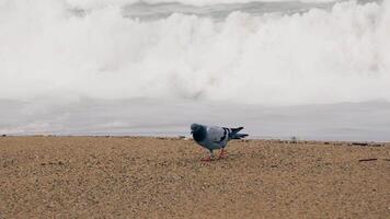 uccello in piedi su spiaggia di oceano video