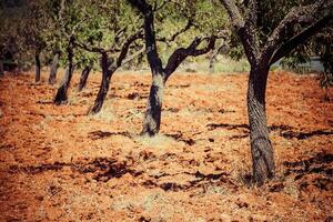 Ibiza island landscape with agriculture fields on red clay soil photo