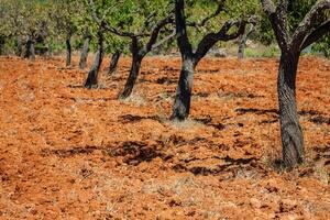 Ibiza island landscape with agriculture fields on red clay soil photo