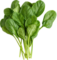 a bunch of green Spinach vegetables isolated on a transparent background png