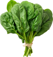 a bunch of green Spinach vegetables isolated on a transparent background png