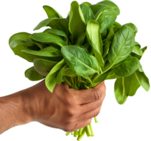 a Unrecognizable person showing healthy fresh spinach isolated png