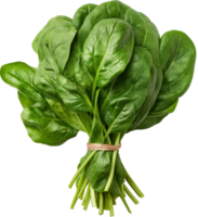 a bunch of green Spinach vegetables isolated on a transparent background png