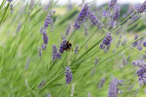 Selective focus on lavender flower with bee in flower garden - lavender flowers. Wide field of lavender in summer morning, panorama blur background. photo