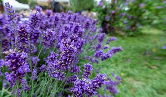 de cerca de vibrante púrpura lavanda flores floreciente en un jardín. foto