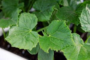 Selective focus and close-up of healthy seedlings cucumber plants with vibrant green leaves in garden planter for sale. photo